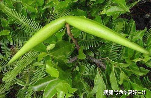 红豆杉：传说中的植物黄金