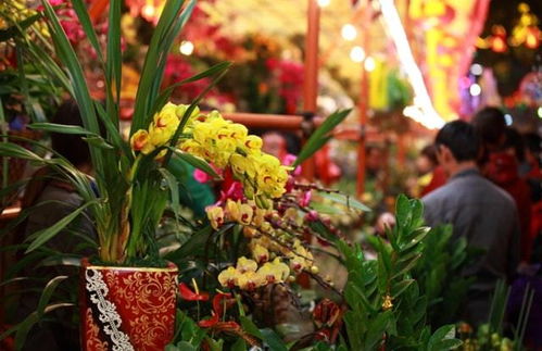 养花新手如何避免踩坑？八个常识让你成为绿手指！