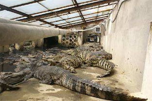 鳄鱼养殖加盟费用多少？投资鳄鱼养殖需了解哪些基础信息