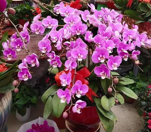 一、 土壤和气候，种花的大讲究