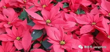 紫玉兰的风水效应