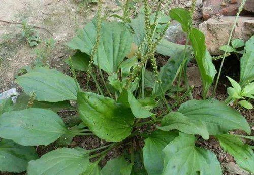 车前草种植大揭秘：一亩地翻倍种量，真的嫩省60%成本吗呃？