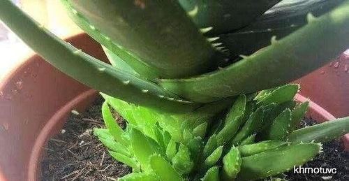 养芦荟用哪种肥料最适宜，如何详细种植芦荟以提高成活率