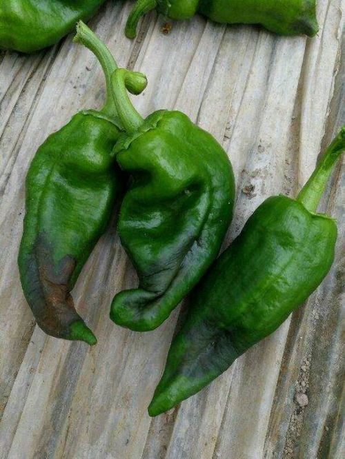 辣椒烂杆的烦恼：原因大揭秘