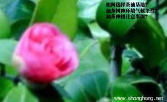 红花油茶喜欢什么土壤和气候呢？