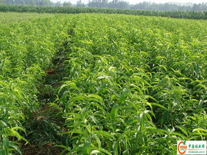 山西运城毛知母苗选购指南：揭秘优质苗选购秘诀