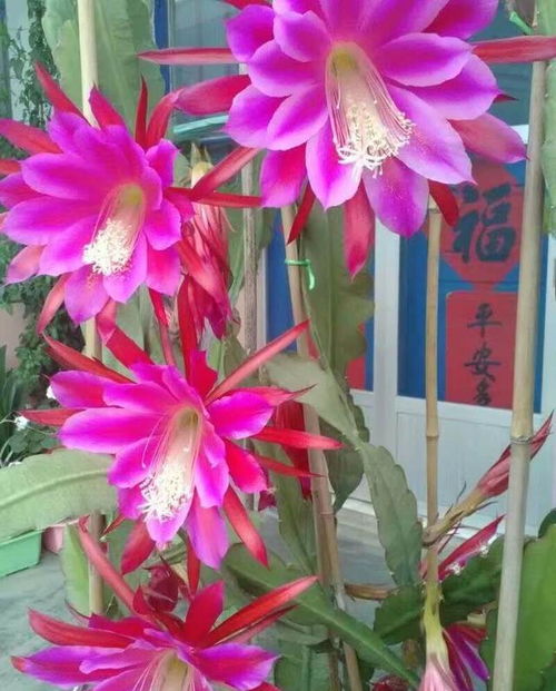 荷花的落叶性质