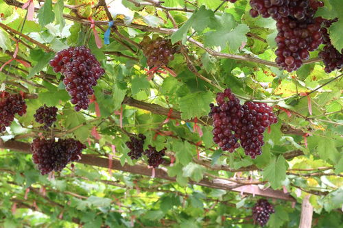 一喷红，这个神秘的“红”究竟何时喷Zui好？