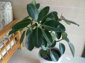 换土，重新施肥，这可真麻烦啊！