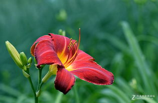 红宝石萱草的花期到底有多长？