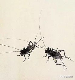 白三叶草易受黑蟋蟀侵害，需加强防治