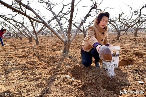 金铃花在冬季如何增强其抗寒能力？有哪些有效的保护措施可以确保其安全过冬