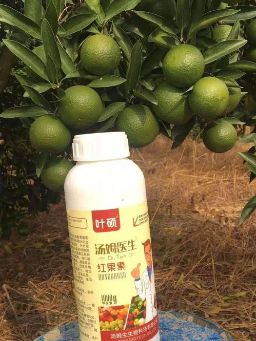 种植姑娘果需施用富含磷钾肥，以促进果实成熟和品质提升