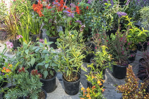 北京花卉绿植苗圃基地