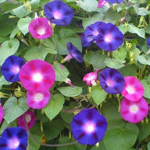 牵牛花，壮观一片