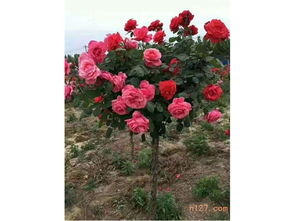 留花和疏花， 让月季花梗加集中