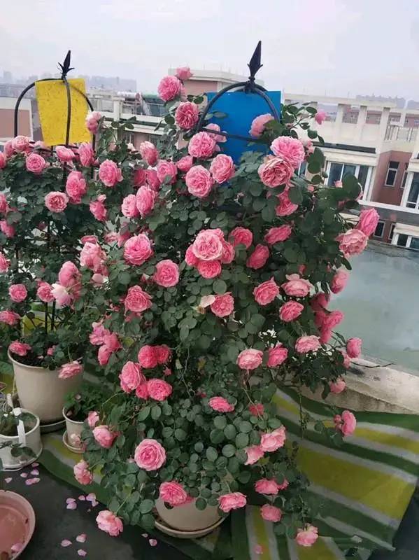 粉色达芬奇月季， 我的阳台小宝贝