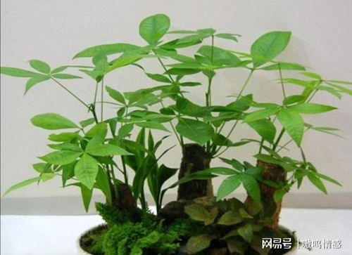 种植花草的好处