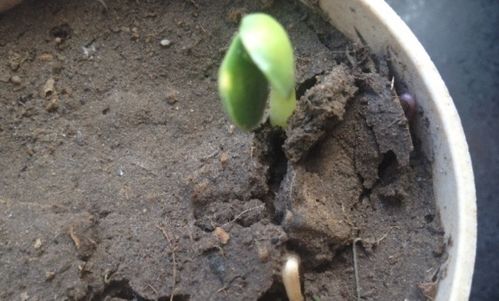 洋葱长芽种植技术，如何让发芽速度更快