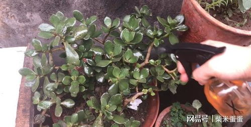 四、 寻求专业建议，防范为主