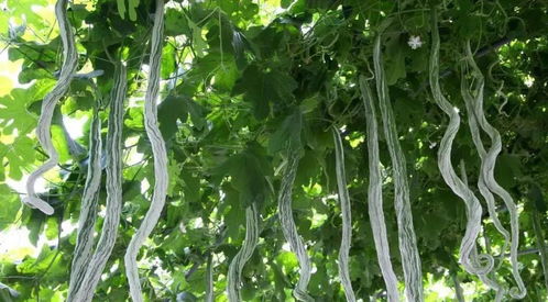 2018年种植蛇瓜，能否盈利