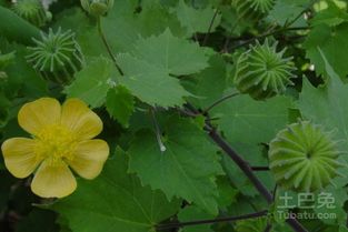 爬山虎的生长速度：生命的力量
