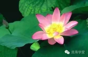 牡丹与荷花，究竟蕴含着怎样的花中智慧与优雅