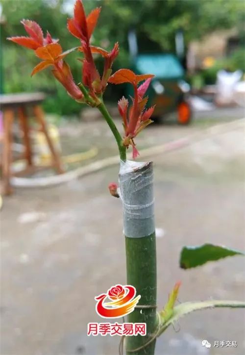四、 嫁接方法大揭秘