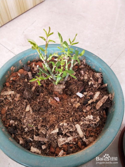 第四步：日常养护