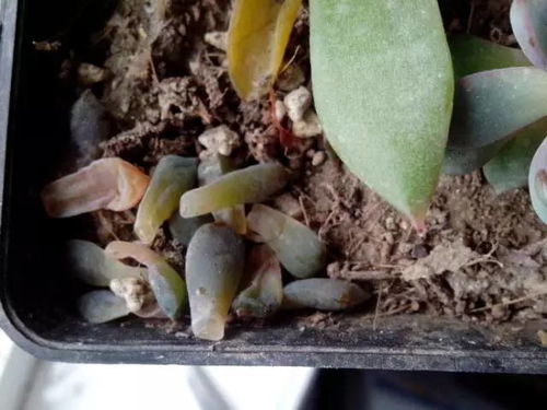 肉肉植物叶子发黄了怎么办？是浇水过多还是病虫害