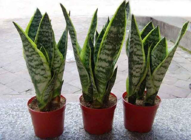 虎皮兰：耐旱又美观