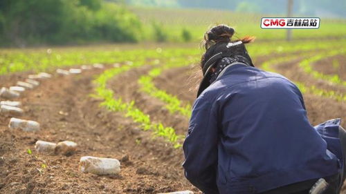 刘大婶的对比账本