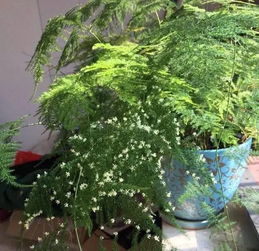 文竹果实的具体用途