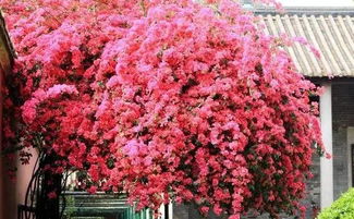 紫色花朵的神秘世界