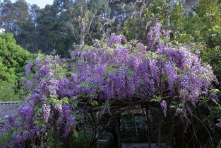 阿知紫藤种植小窍门大揭秘