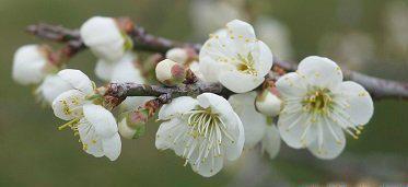 梅花：坚韧不拔的象征
