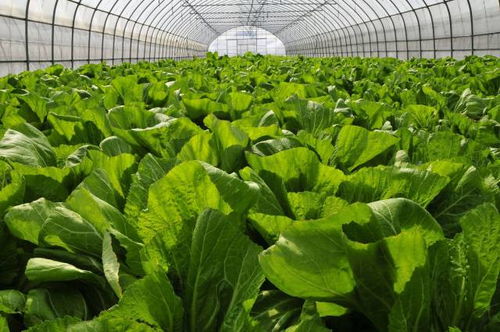 还有一些特bie的蔬菜，也是赚钱的好手！