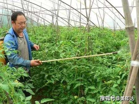 施用复合肥，补充营养元素