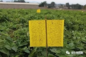 除虫菊：生态种植的新宠？