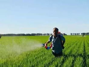 稻田绿萍问题困扰，求高效低毒农药