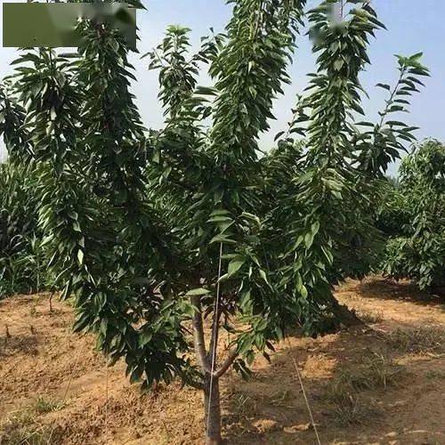 选择肥料，要因树而异