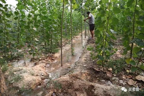 修剪技巧，新手也行