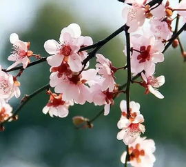 2. 桃树：春花秋果， 四季如春