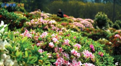 美国紫藤的多季开花奇迹