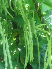 豆菜里的“大家族”