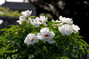 家里的绿植新宠——牡丹吊兰