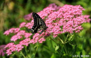 花卉世界里的花字宝贝