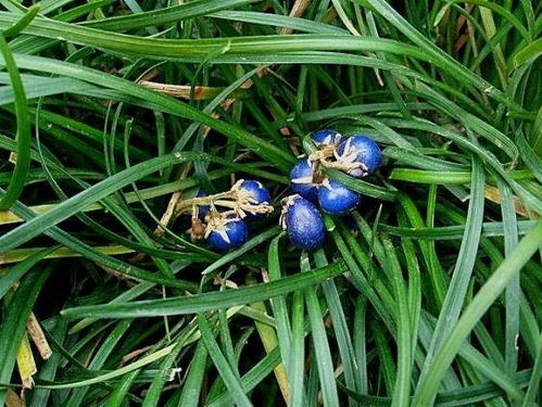 珠子草：野生药用植物