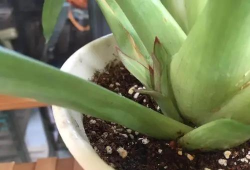 分株， 让美丽延续