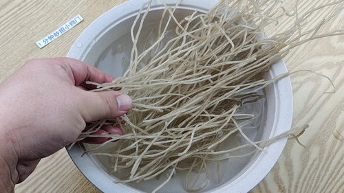生根粉使用方法来了！别再瞎用浪费了